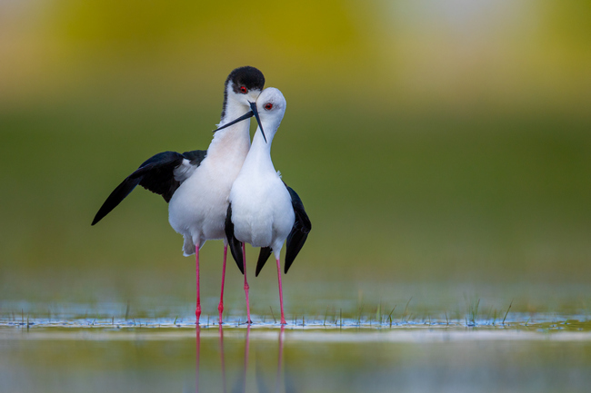 Love on the Lake by Tibor Horváth (a pair of Black-winged Stilts) Bird photo of the year 2023 pic
